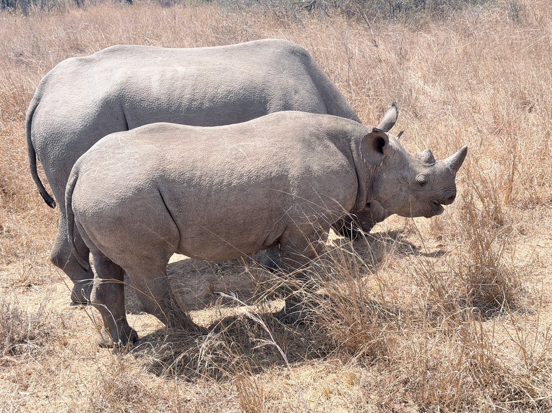 Imire: Rhino & Wildlife Conservation-韦扎必去景点