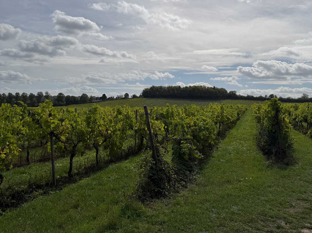 Denbies Wine Estate Ltd-多肯必去景点