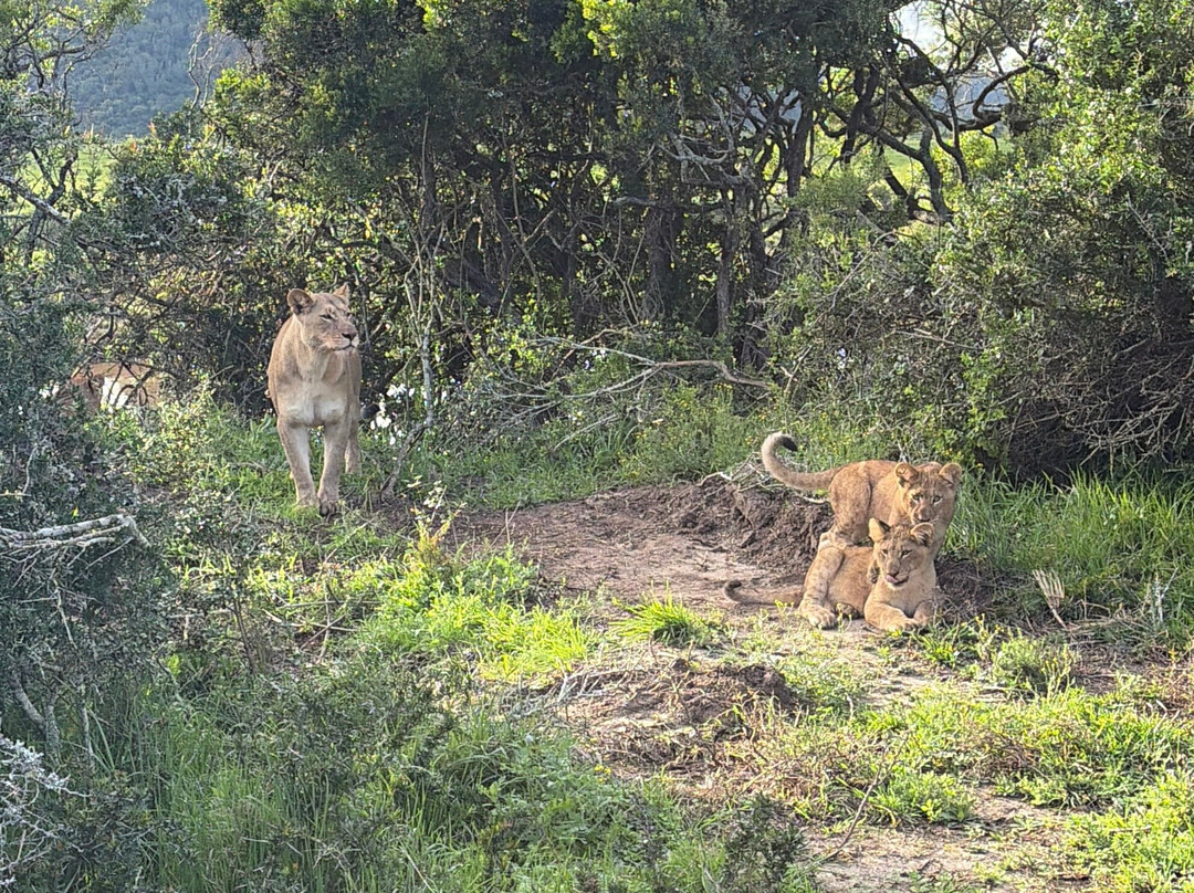 卡里埃加野生动物保护区旅馆主图