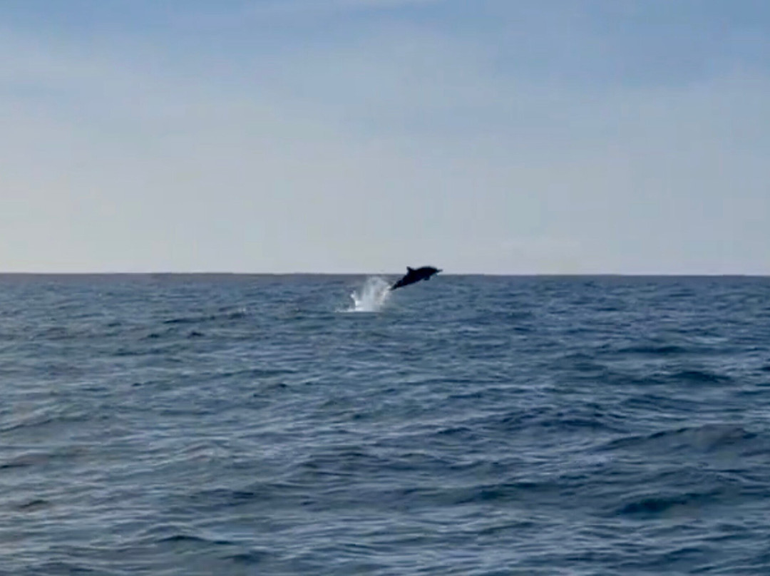 West Cork Ocean Tours-Union Hall必去景点