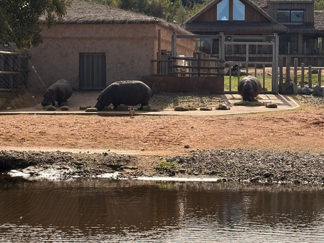Safari Lodges At West Midlands Safari Park主图