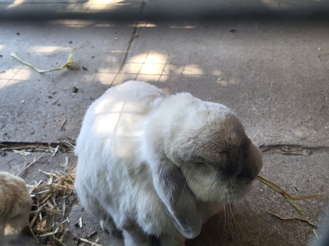 Oasis City Farm - Southampton-南安普敦必去景点