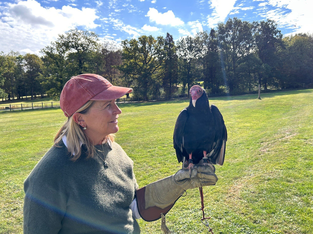 Surrey Hills Falconry-Ockley必去景点