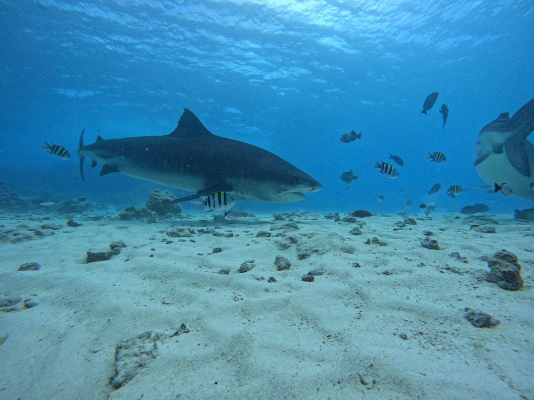 Fuvahmulah Dive School-Fuvahmulah必去景点