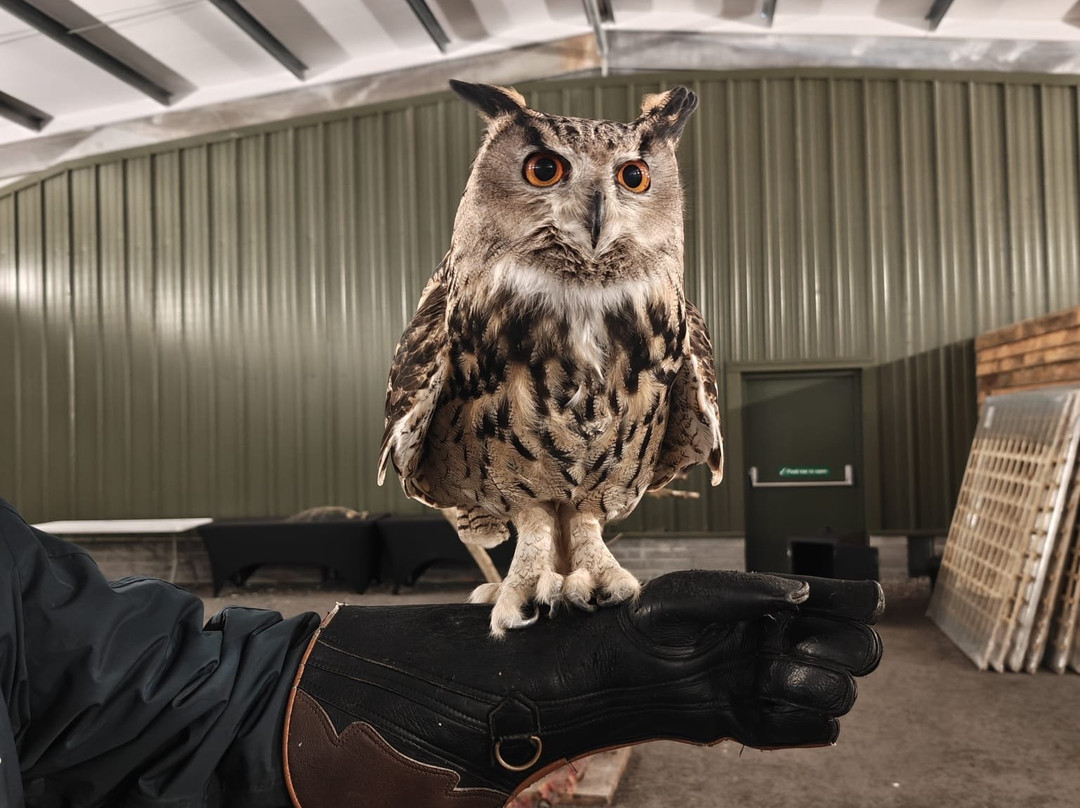 The British Bird of Prey Centre-喀麦登必去景点