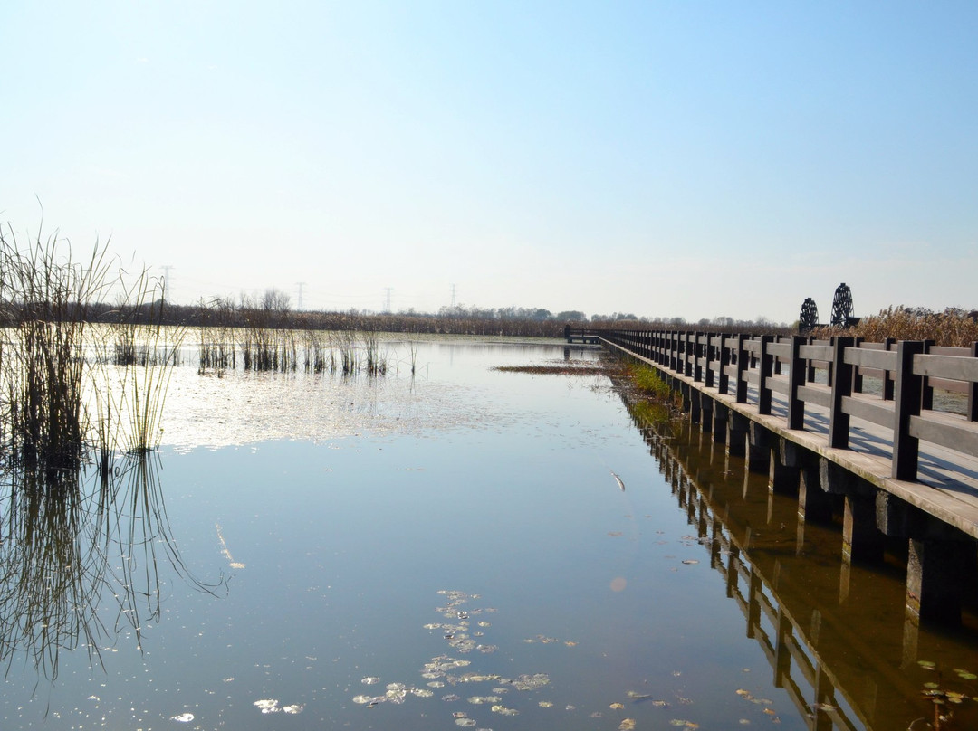 杭州湾湿地景点图片