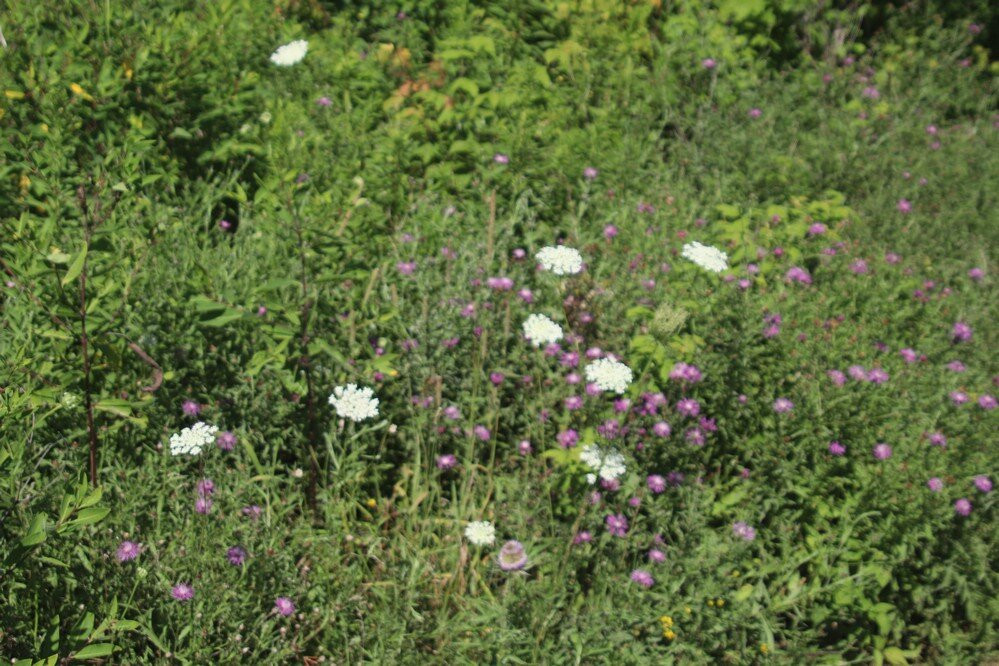 Wainfleet Bog Conservation Area-Wainfleet必去景点