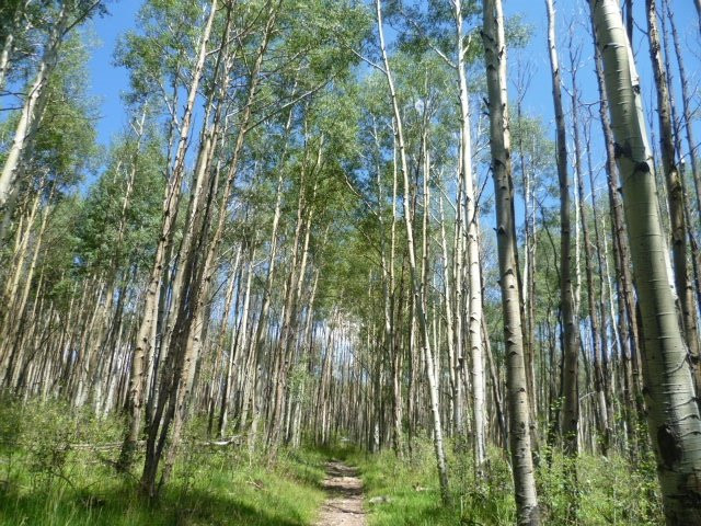 Escudilla Wilderness Trail景点图片