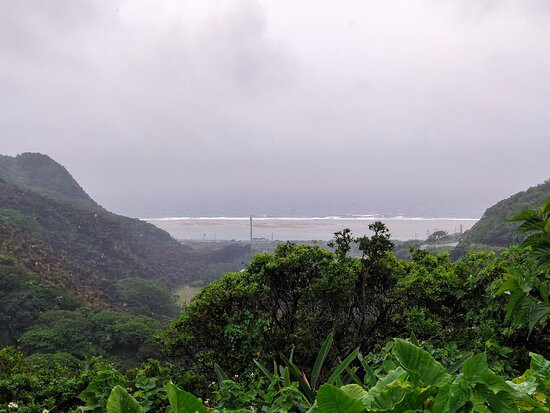 Natural Habitat of Musa Basjoo and Sago Palm景点图片