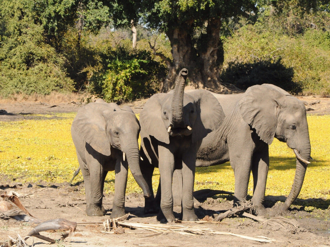 Camping Sites at Mana Pools National Park景点图片