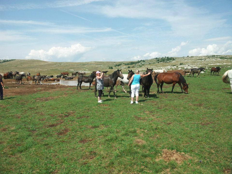 Wild Horses Safari景点图片