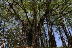 The Postcard Velha主图