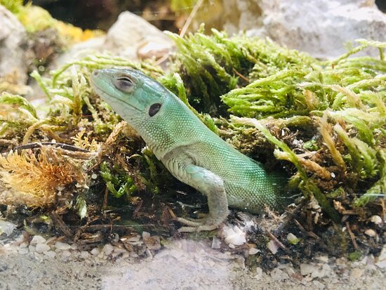 Reptilien Zoo Forchtenstein-Forchtenstein必去景点