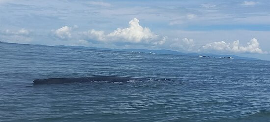 Ballena Tour Costa Rica景点图片