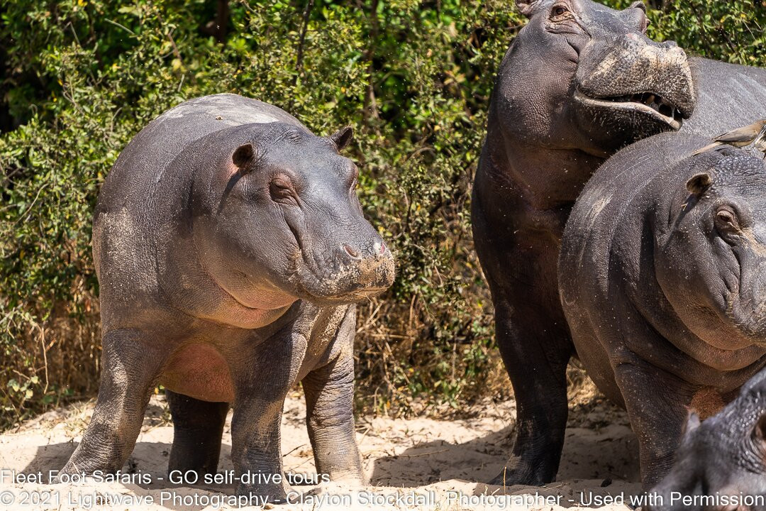 Fleet Foot Safaris-Brenton-on-Sea必去景点