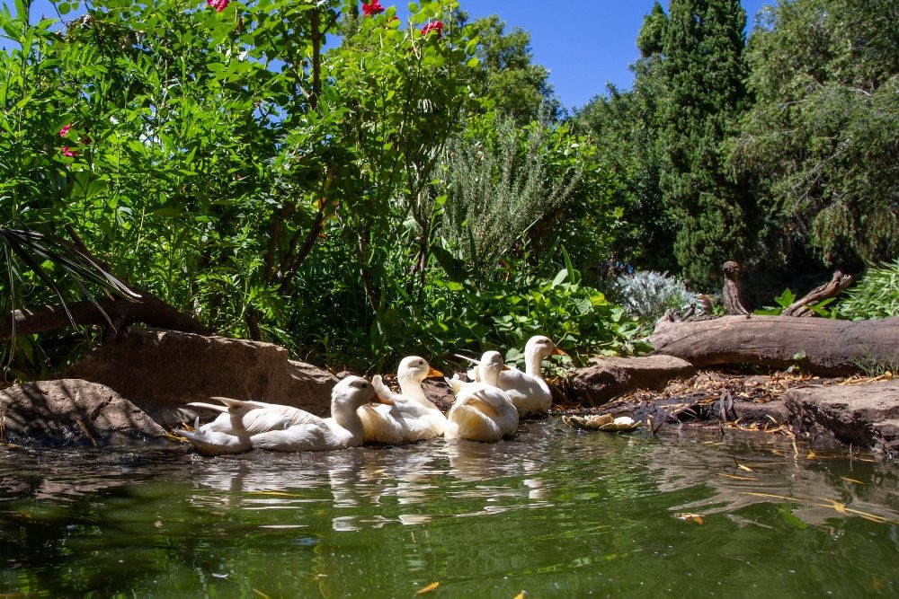 Oppie Koppie B&B主图