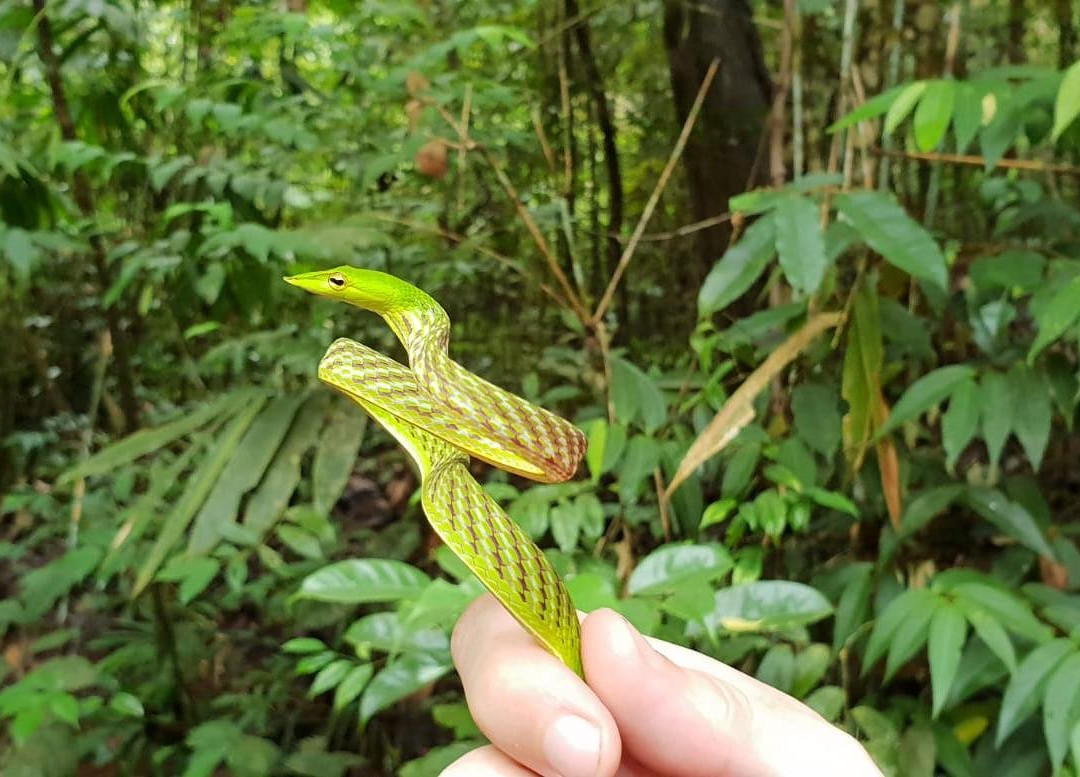 Sinharaja Expedition - Tour Guide In Sinharaja Rainforest-Deniyaya必去景点