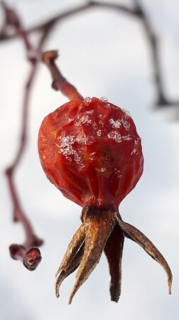 Birds Hill Provincial Park-曼尼托巴省必去景点