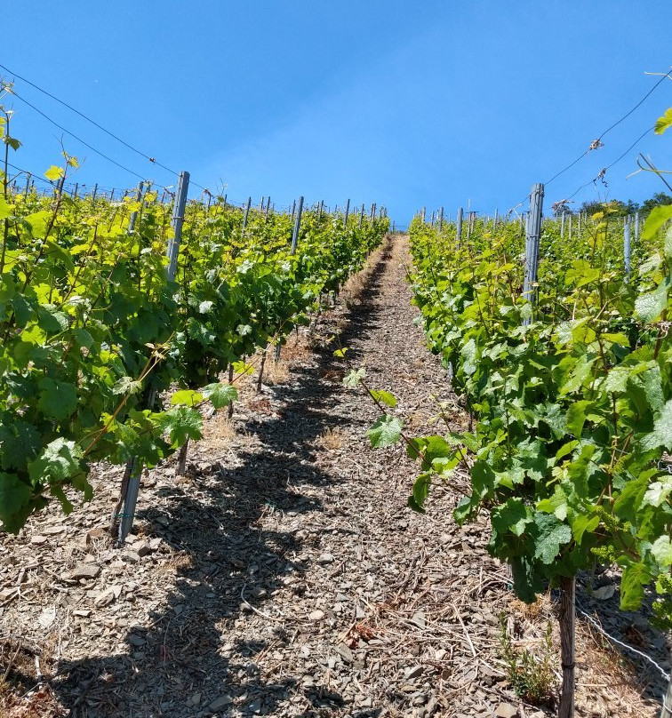 Hotel Rodderhof主图