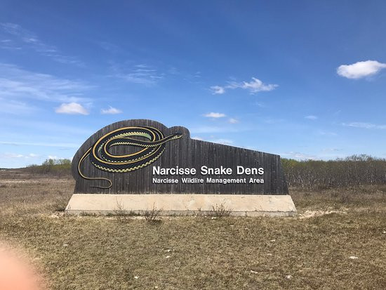 Narcisse Snake Dens-Narcisse必去景点