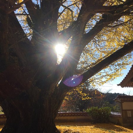 Jozen-ji Temple景点图片