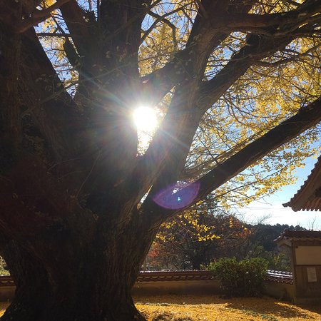 Jozen-ji Temple-大田市必去景点