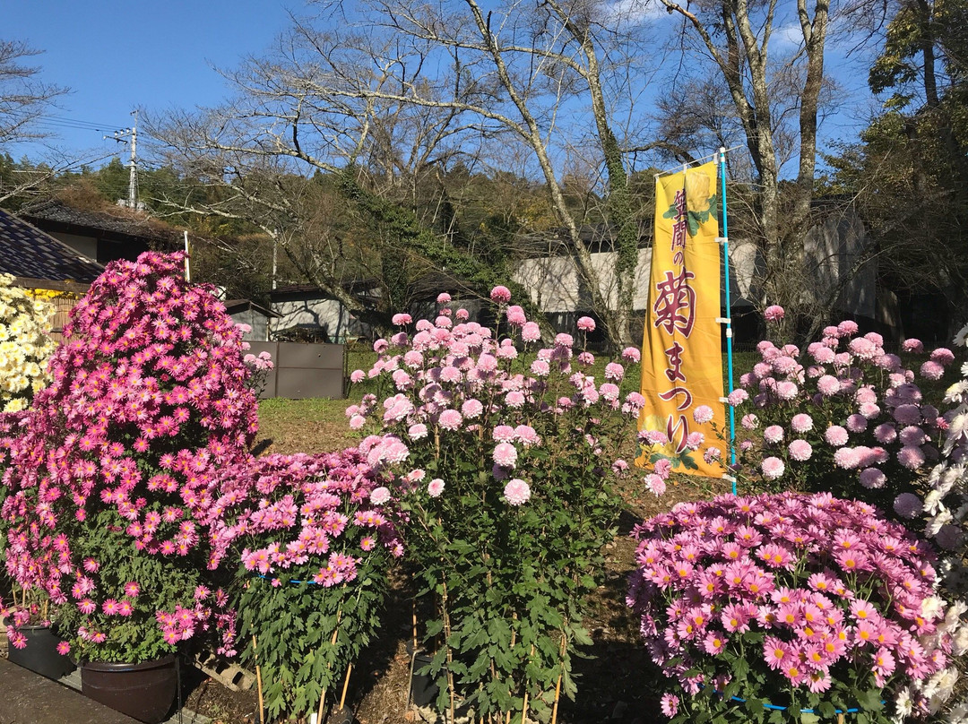 Kasama Chrysanthemum Festival