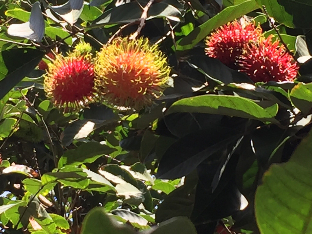 Durian Garden-Polomolok必去景点