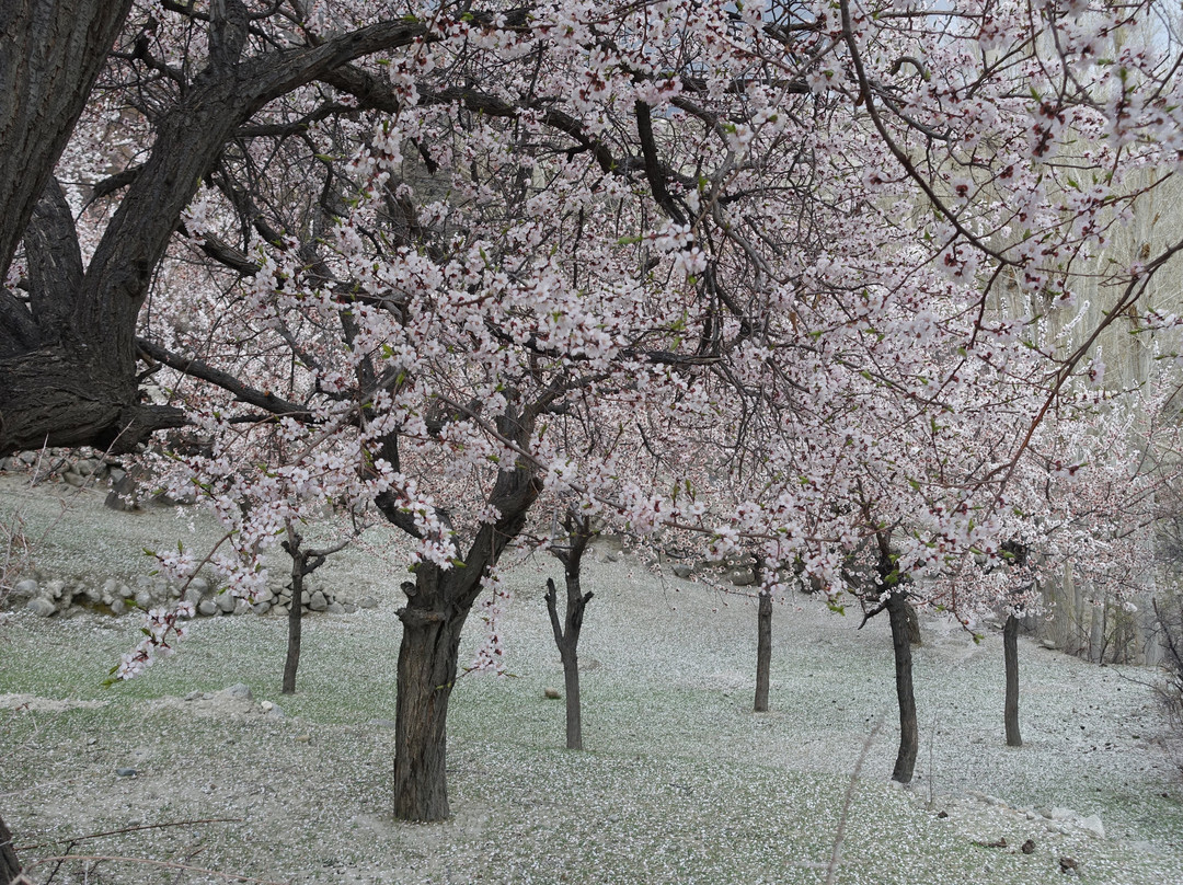 Gulmit旅游攻略图片