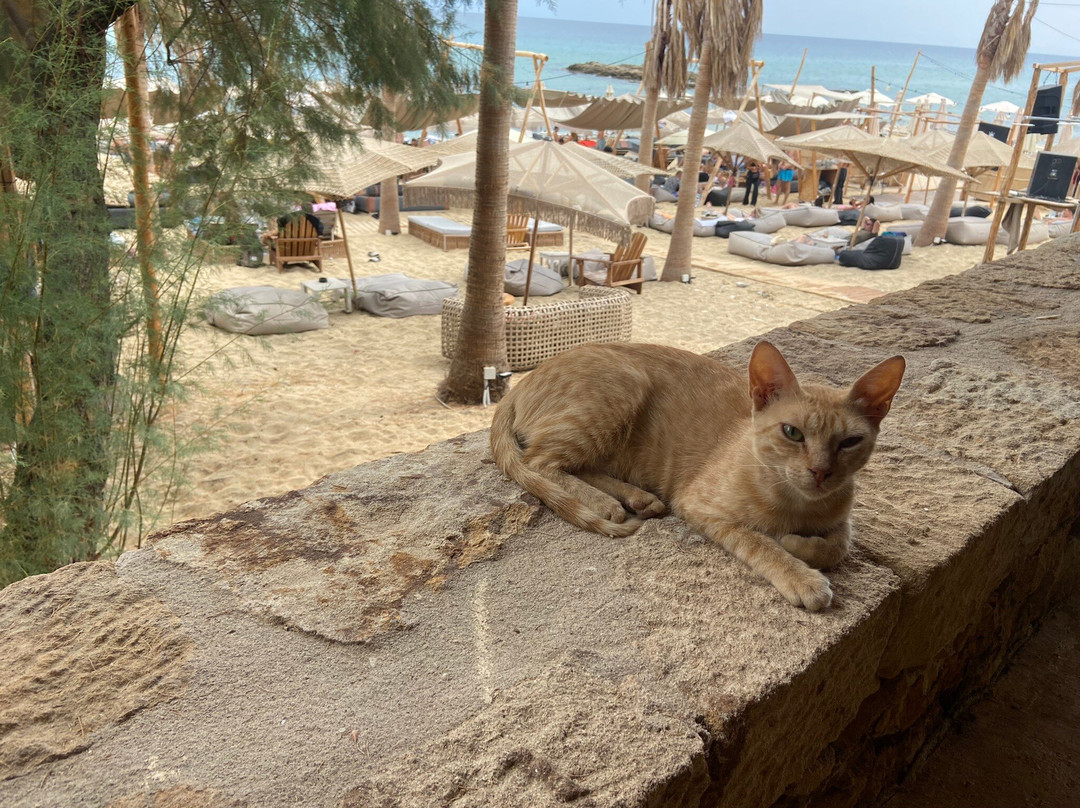 Mirtofito餐馆和美食-Almyra Beach Bar & Restaurant