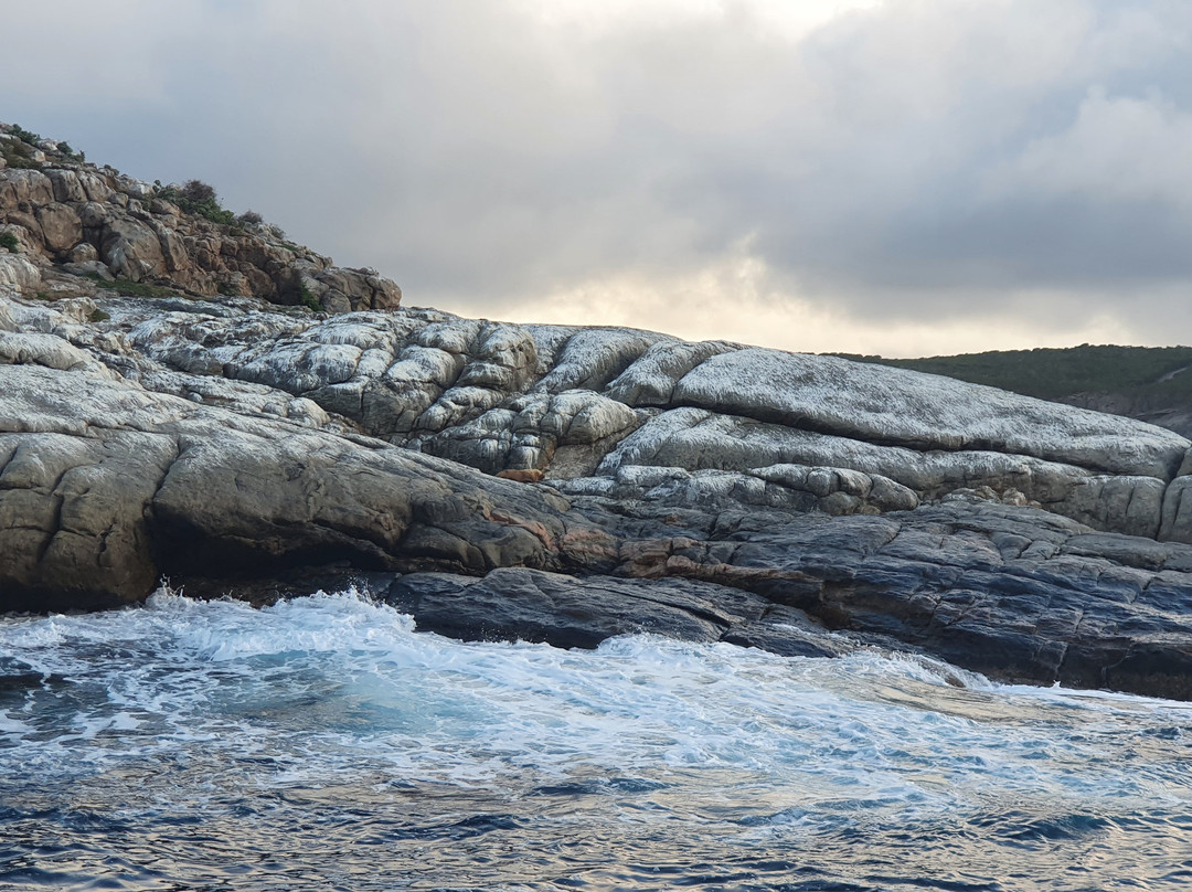 Naturaliste Charters Whale Watching景点图片
