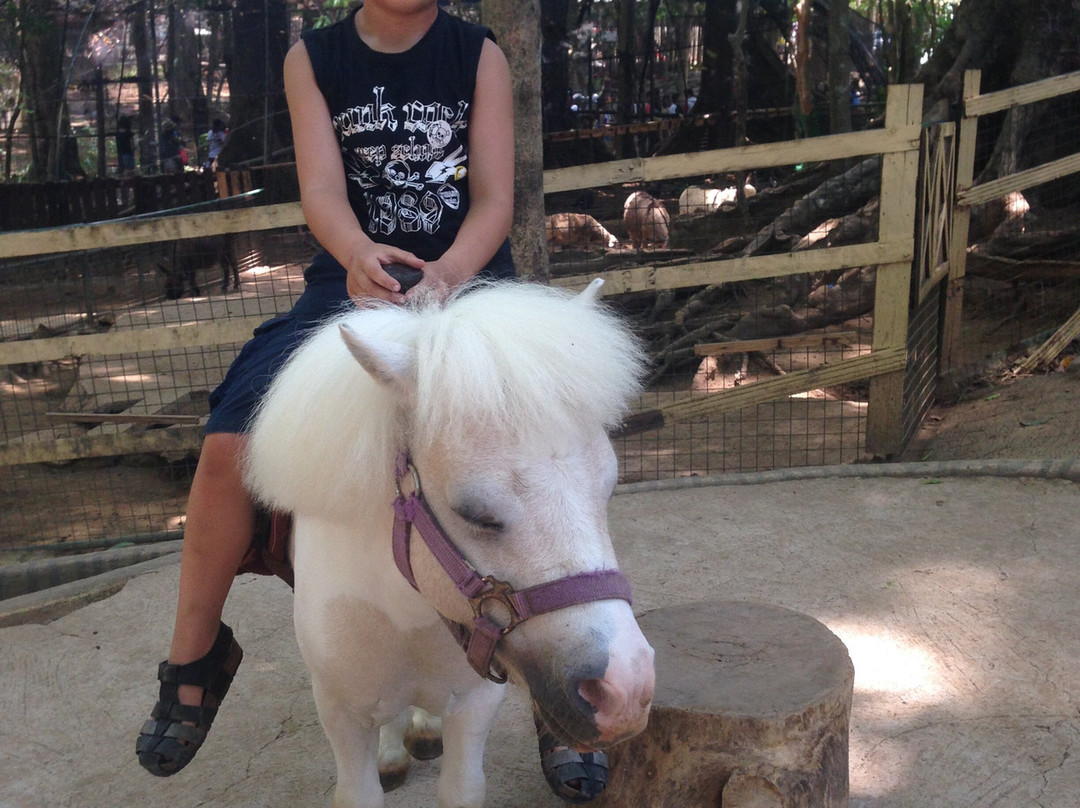 Zoobic Safari-苏比克湾自由贸易区必去景点