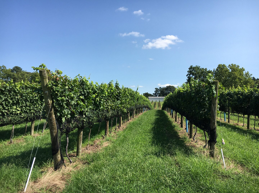 Ingleside Vineyards景点图片