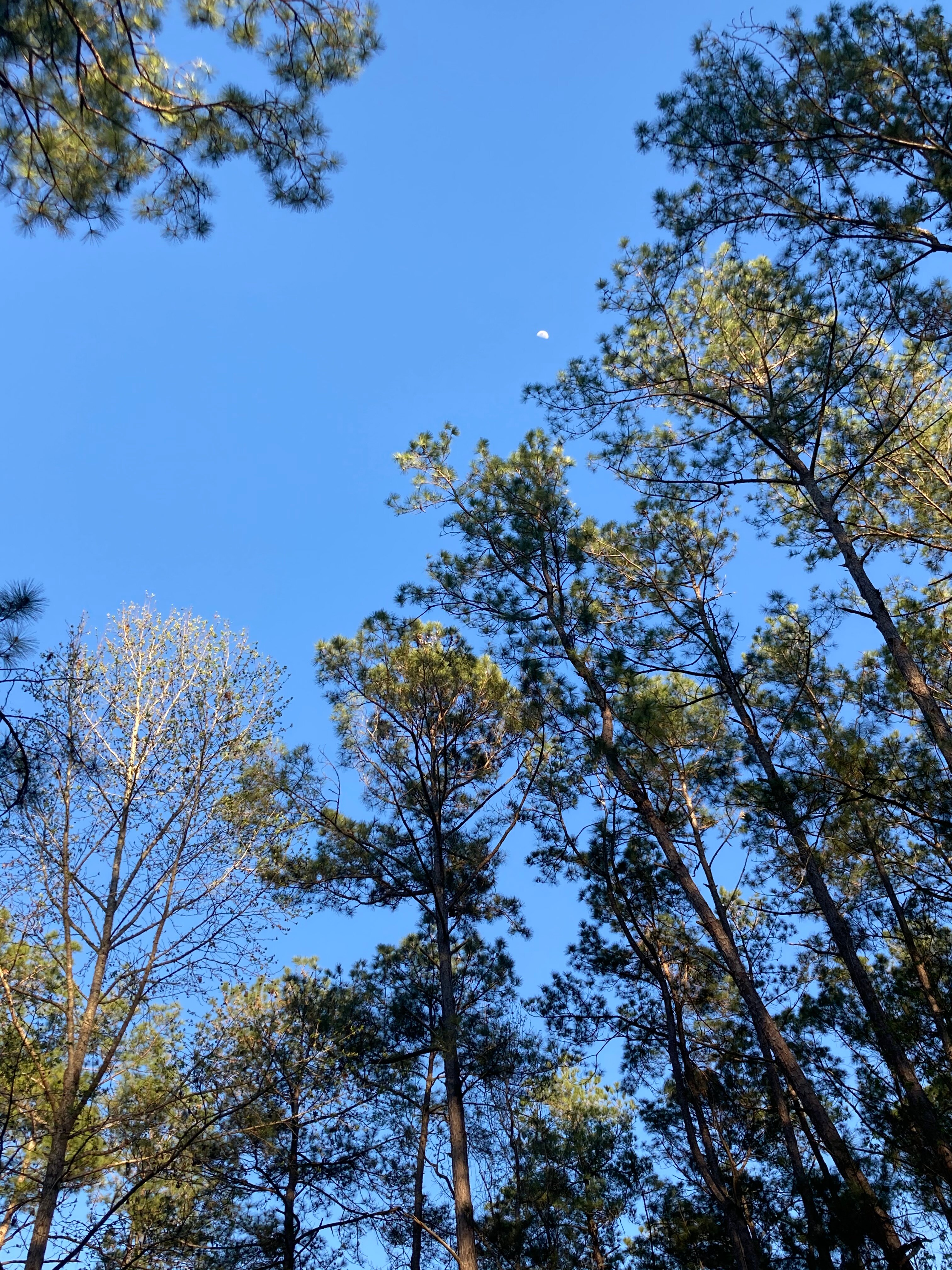 Ocklawaha Canoe Outpost & Resort-浴室