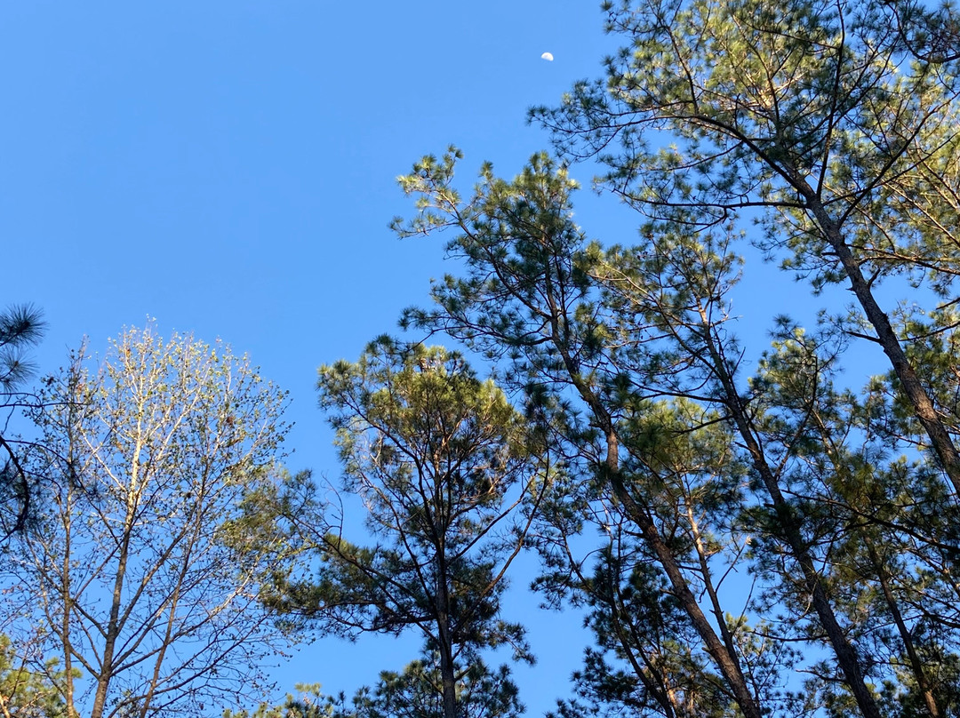 Ocklawaha Canoe Outpost & Resort主图