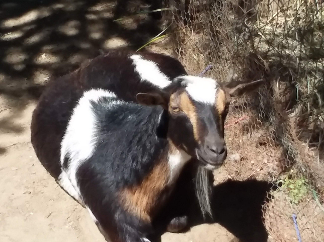 Outback Kangaroo Farm景点图片
