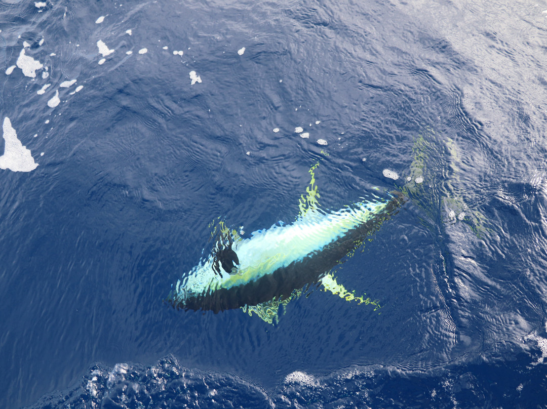 Amphitrite Balade en Mer : Dauphins et Pêche-Case-Pilote必去景点