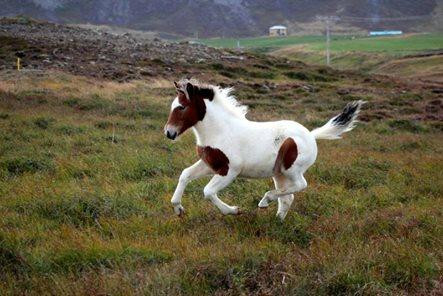 Langhús Farm-Skagafjordur必去景点
