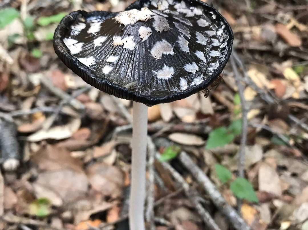 Parco Comunale Gentilis-Guspini必去景点