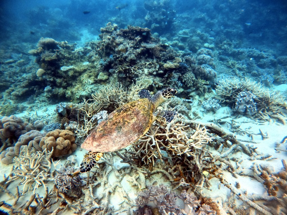 Reef Encounter景点图片