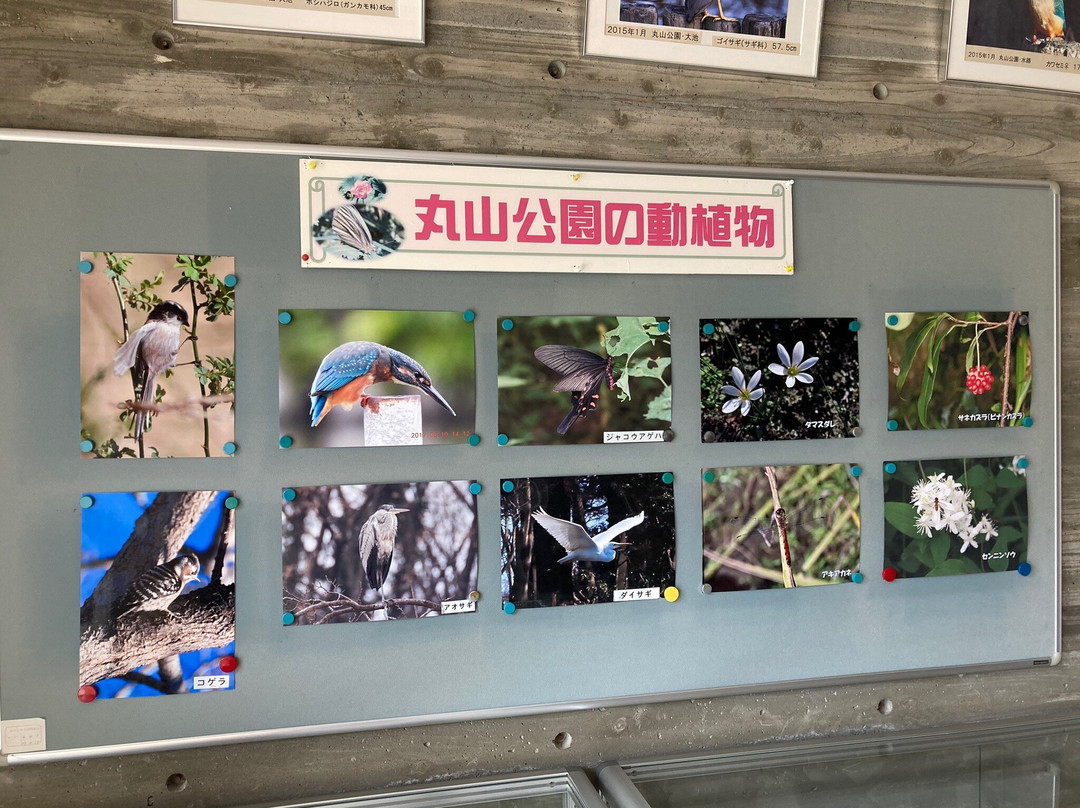 Ageo City Nature Learning Museum-上尾市必去景点