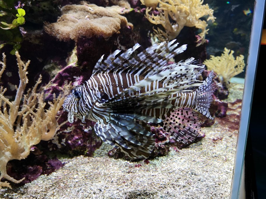 Aquarium de Lyon景点图片