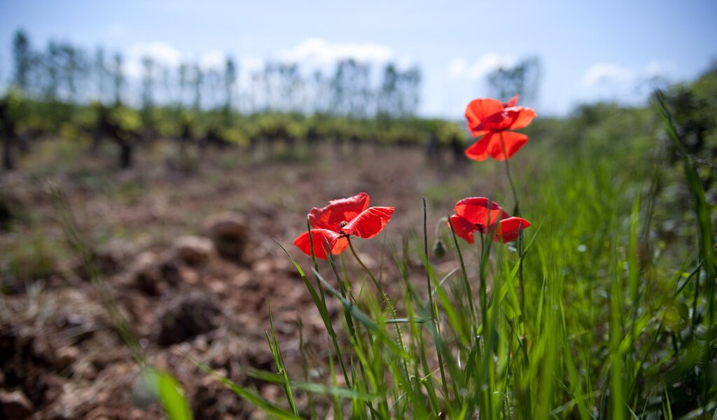 Domaine Les Patys-Bedoin必去景点