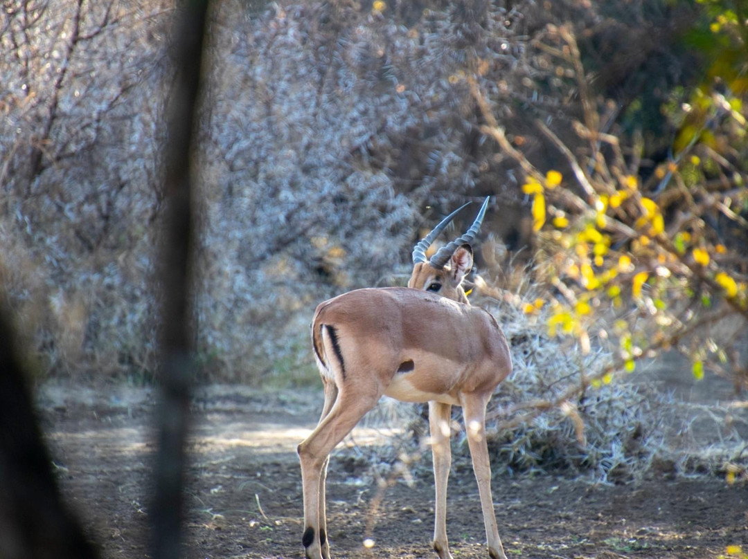 Mmpula Paradys Bosveld Lodge主图