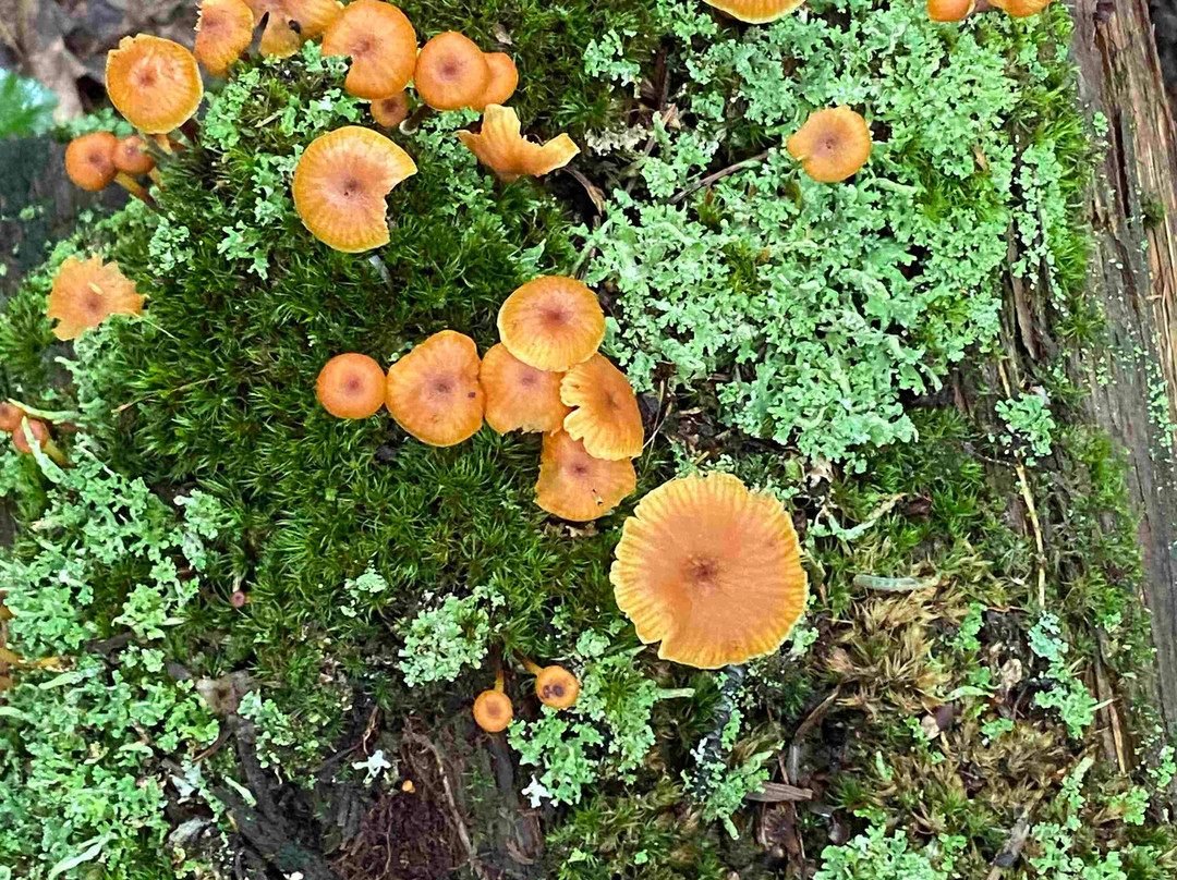 A L'Aube du Nord主图