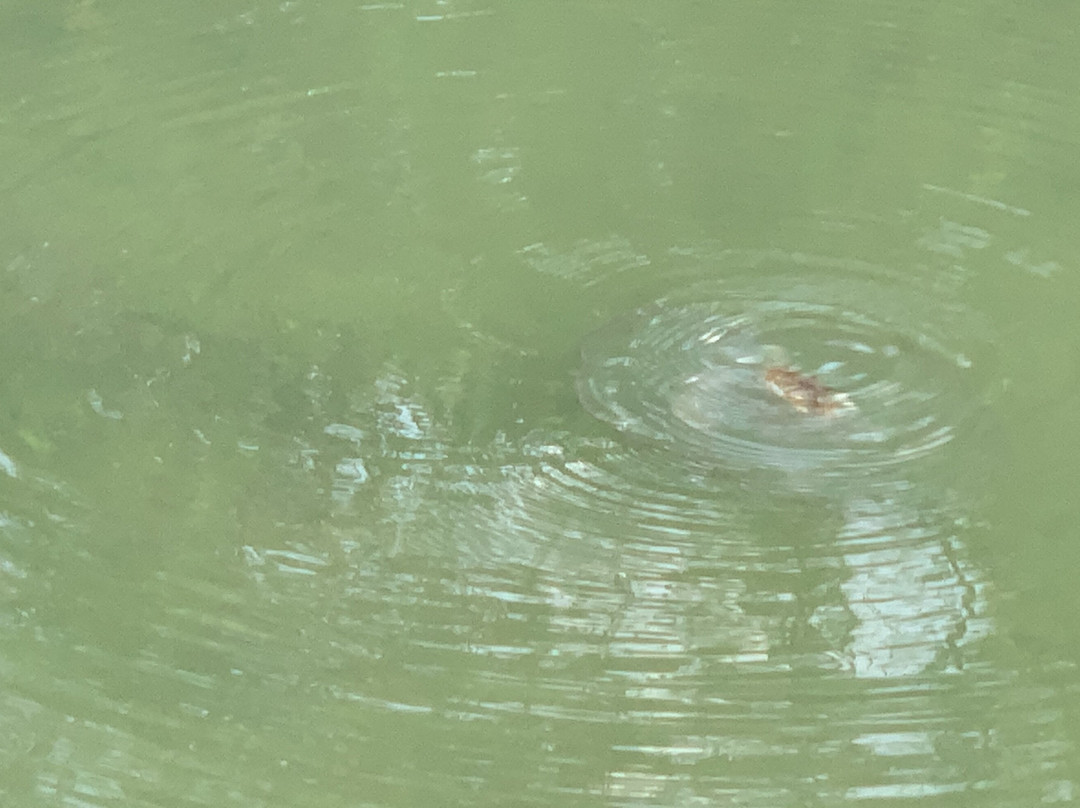 Let's Do Sunset-Cape Haze必去景点