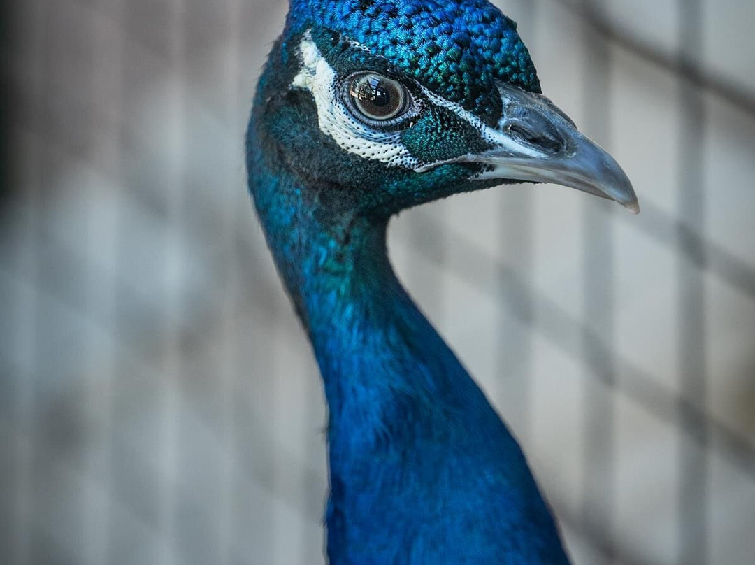 Menominee Park-奥什科什必去景点