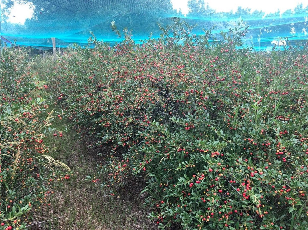 Tongue River Winery-迈尔斯城必去景点