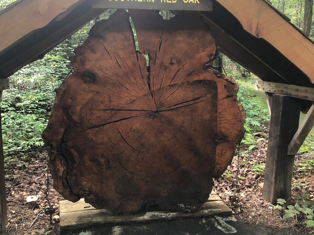 Holmes Educational State Forest-亨德森维尔必去景点