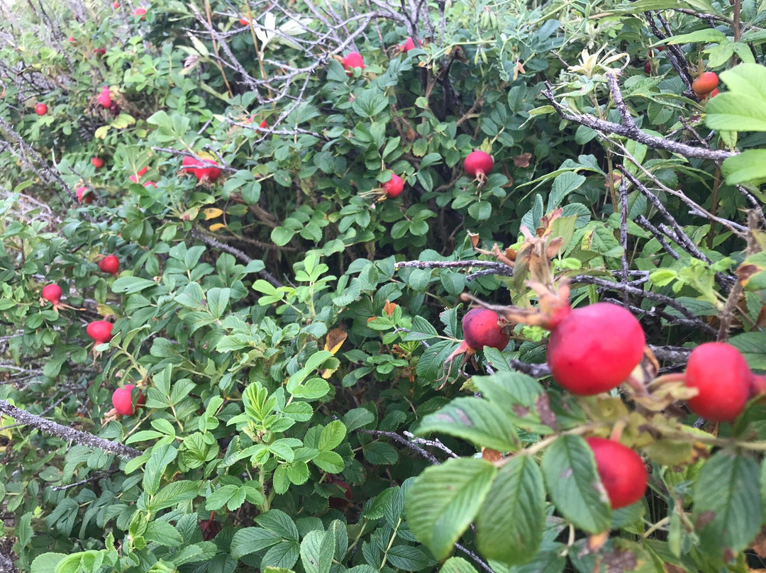 Cape Kimuaneppu-佐吕间町必去景点